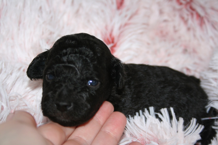 Welpen 3.5 Wochen (1) Kopie